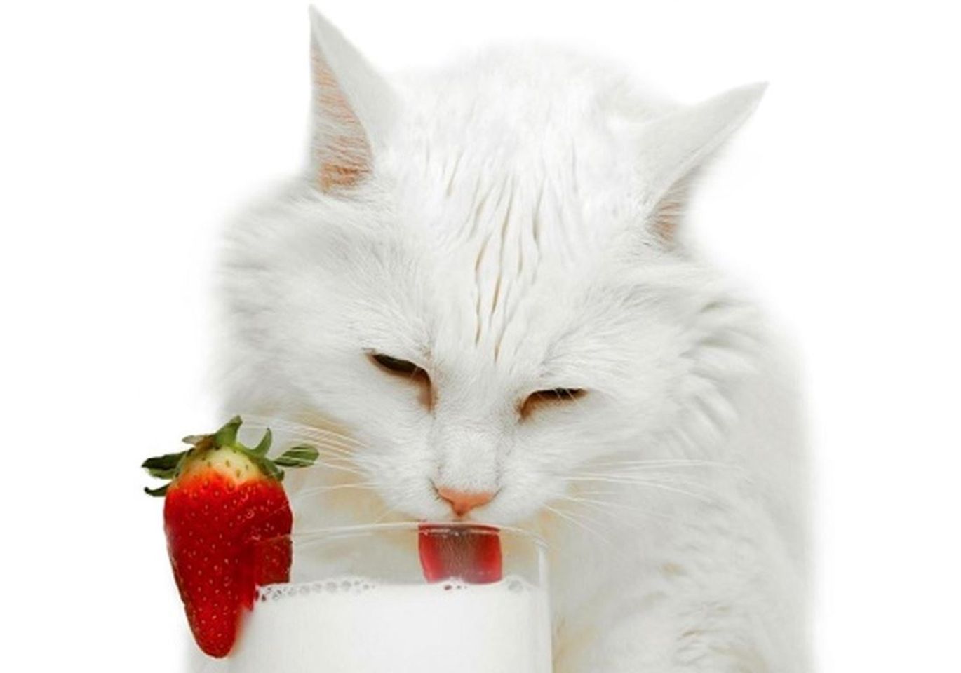 Balta katė lakanti pieną iš stiklinės