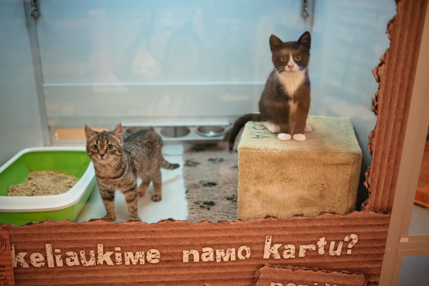 du kačiukai prieglaudoje laukiantys naujų namų
