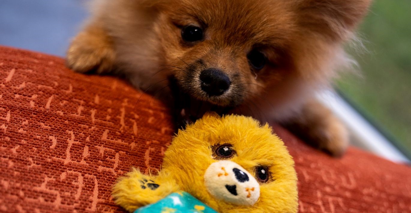 Žaismingas rudakailis šuniukas žaidžia su ryškiai geltonu žaisliuku
