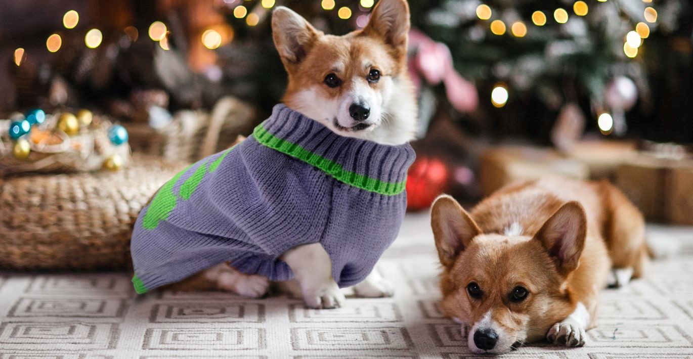 Du korgi veislės šuneliai kalėdinėje aplinkoje, šalia papuoštos eglutės
