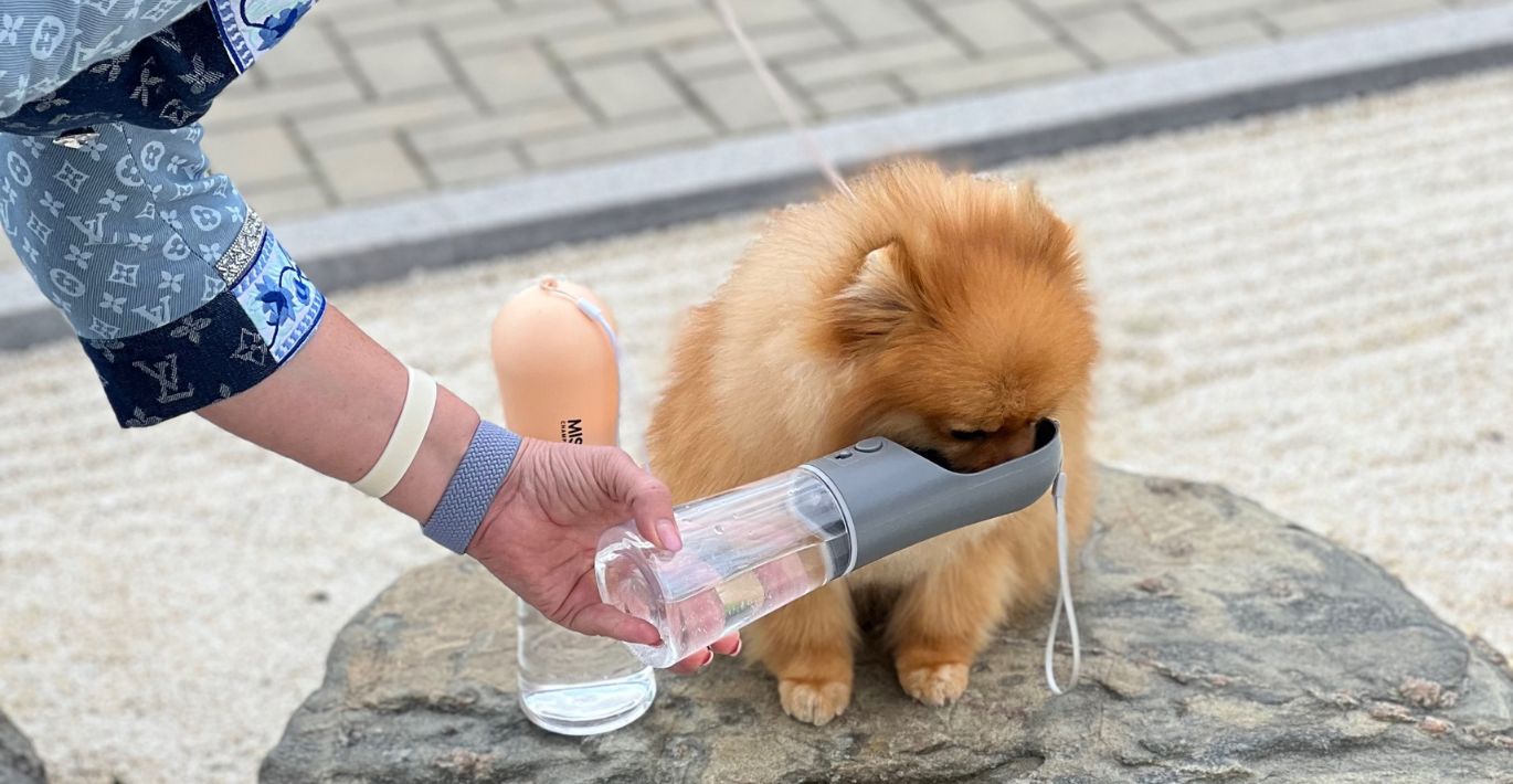 Karštą vasaros dieną, nedideliam pūkuotam šuneliui, moteris duoda atsigerti vandens iš patogios ir stilingos Misoko gertuvės 