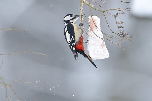 Laukinių paukščių priežiūra žiemą