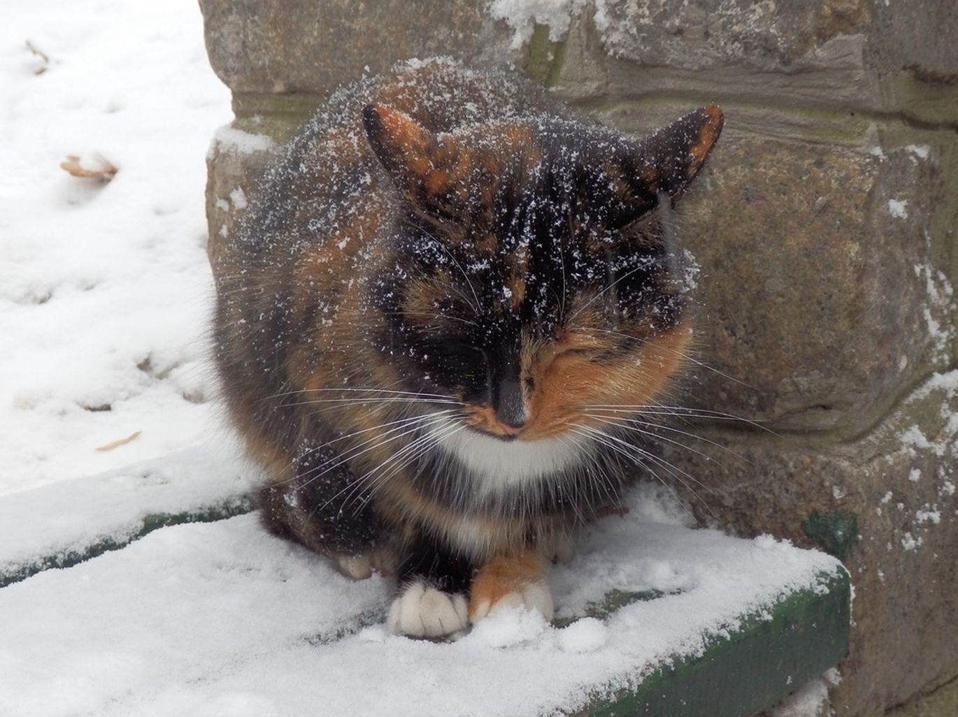 Lauke ant sniego tupinti katė