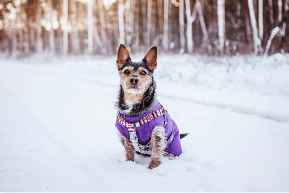 Šuniukas su violetiniu džemperiu sniege