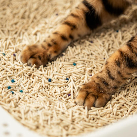 Tofu kraikas katėms: kuo jis skiriasi nuo kitų kraiko rūšių?