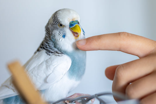 Banguotųjų papūgėlių priežiūra