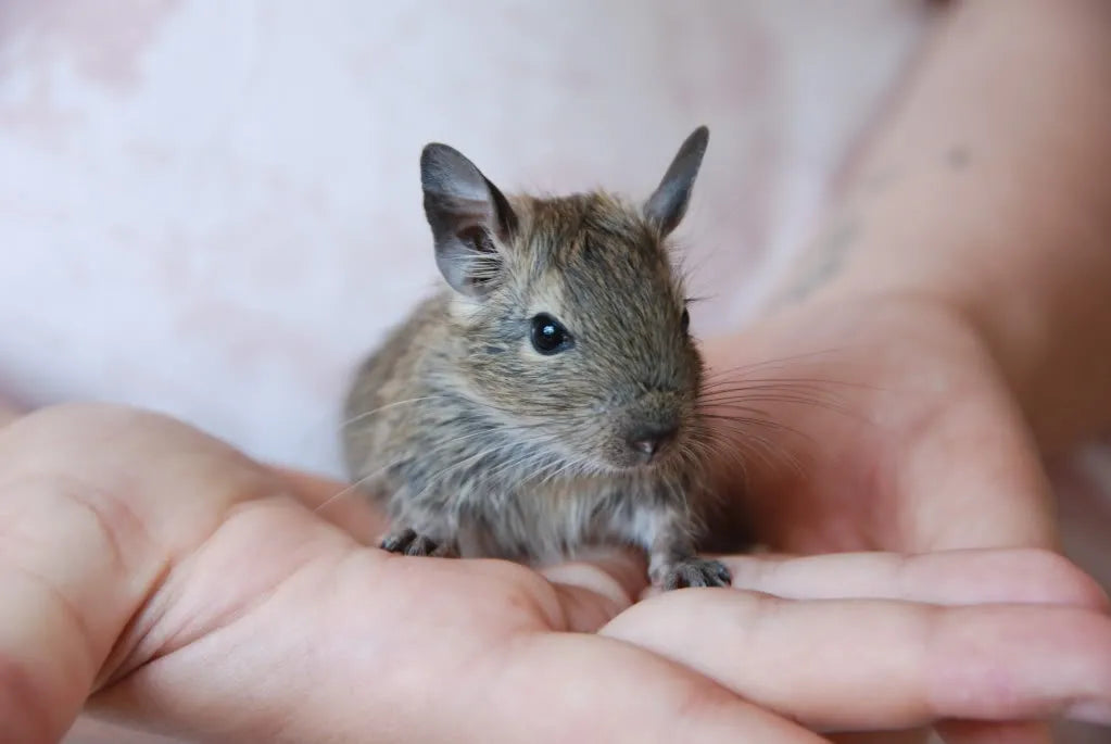 Degu