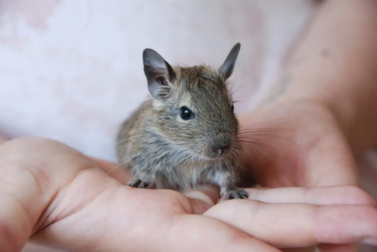 Degu