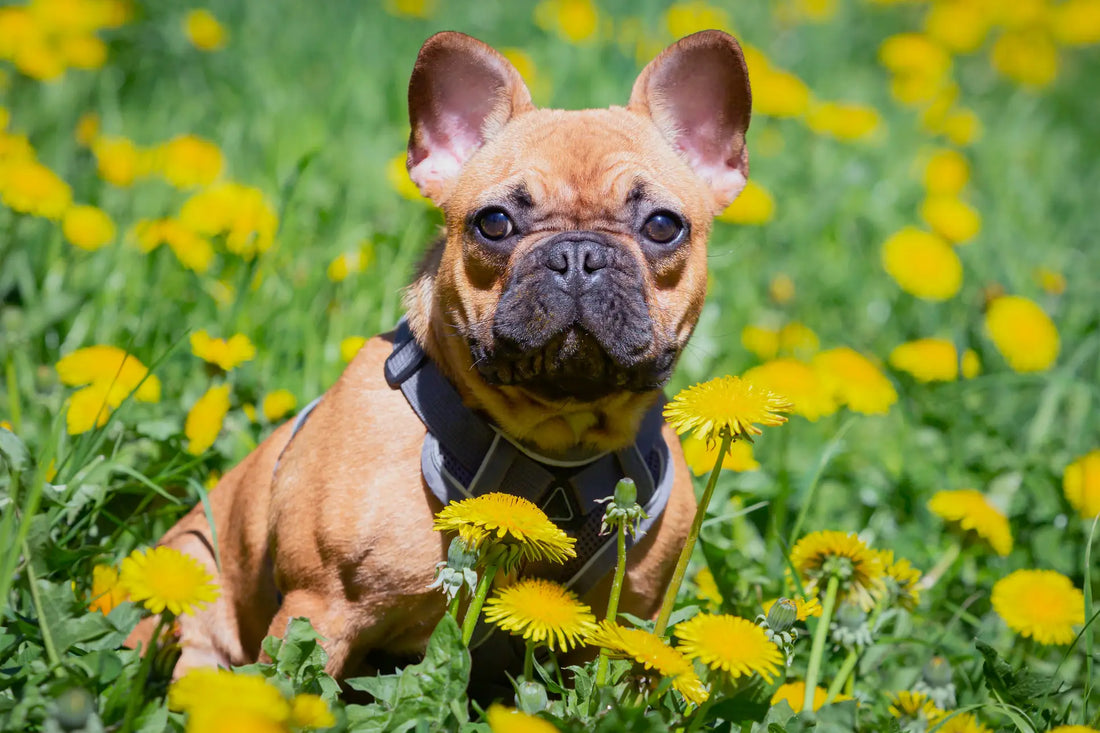 Pavasaris atneša ne tik saulę: kaip apsaugoti augintinį nuo erkių?