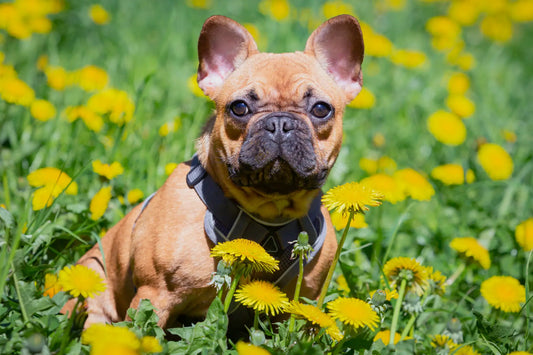 Pavasaris atneša ne tik saulę: kaip apsaugoti augintinį nuo erkių?