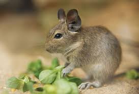 Pagrindinės degu ligos, jų atsiradimo priežastys, simptomai ir gydymas