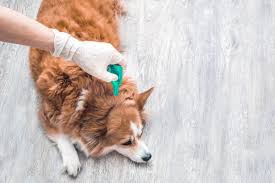 Veterinarijos gydytojos patarimai, kaip apsaugoti augintinį nuo erkių