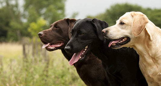 Labradoro retriveris - trumpa veislės istorija, svarbiausi priežiūros ir mitybos ypatumai