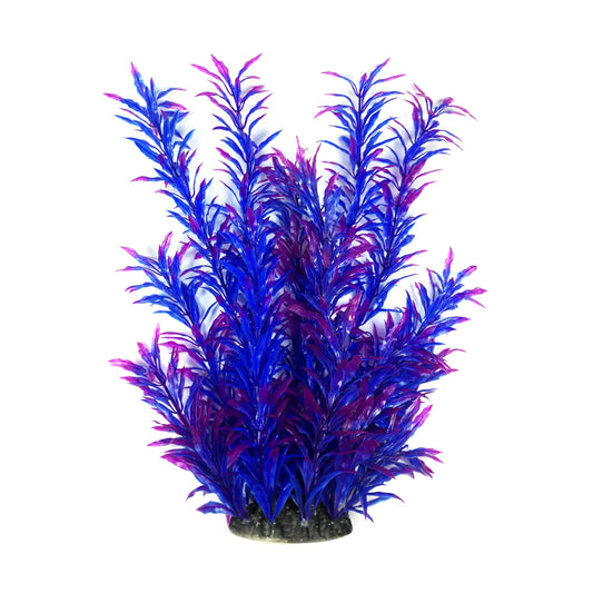 Akvariumų augalas