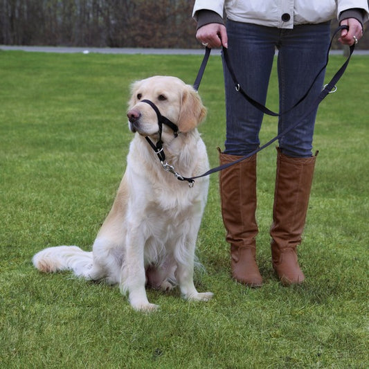 Trixie Antsnukis top trainer