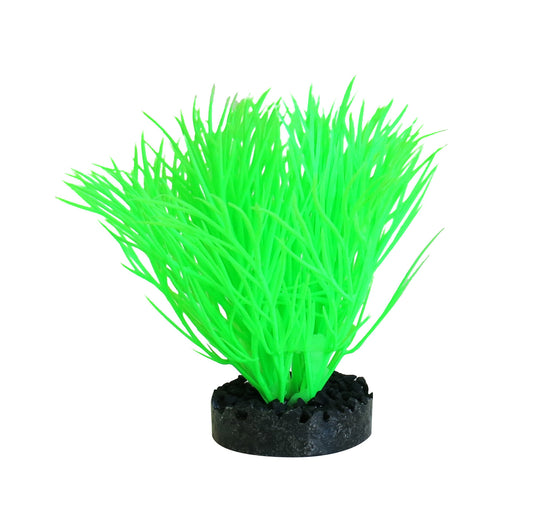Akvariumų augalas Sunny Plant
