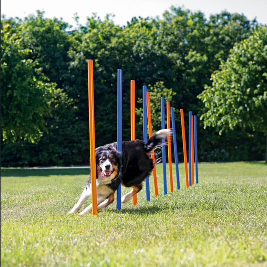 Šunų AGILITY treniruoklis