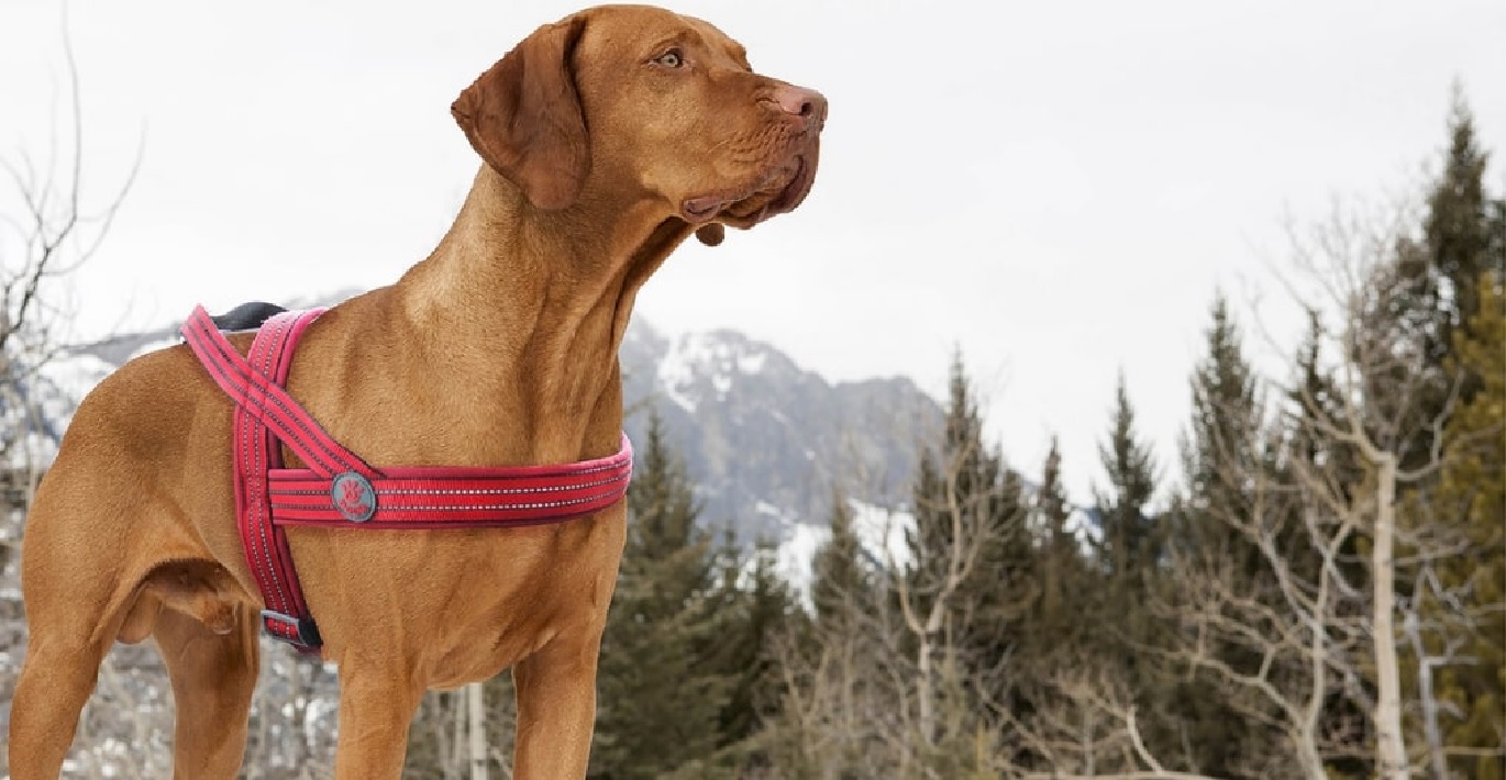 Didelės veislės rudakailis šuo vaikšto kalnuotoje vietovėje su stilingomis rausvomis petnešomis